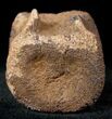 Edmontosaurus (Hadrosaur) Caudal Vertebrae - Montana #12683-1